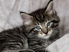 Wildfee's Norwegische Waldkatzen Wildfee's Zizou - 6 Wochen alt