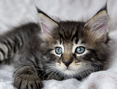 Wildfee's Norwegische Waldkatzen Wildfee's Zodor - 6 Wochen alt