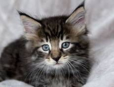 Wildfee's Norwegische Waldkatzen Wildfee's Zodor - 6 Wochen alt