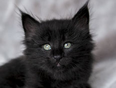 Wildfee's Norwegische Waldkatzen Wildfee's Zoe - 6 Wochen alt