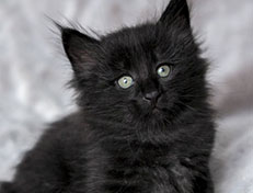 Wildfee's Norwegische Waldkatzen Wildfee's Zoe - 6 Wochen alt