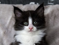 Wildfee's Norwegische Waldkatzen Wildfee's ZsaZsa - 6 Wochen alt