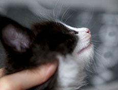 Wildfee's Norwegische Waldkatzen Wildfee's ZsaZsa - 6 Wochen alt