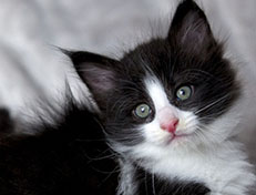 Wildfee's Norwegische Waldkatzen Wildfee's ZsaZsa - 6 Wochen alt