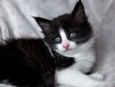 Wildfee's Norwegische Waldkatzen Wildfee's ZsaZsa - 6 Wochen alt