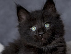 Wildfee's Norwegische Waldkatzen Wildfee's Zarah - 7 Wochen alt