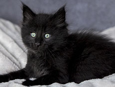 Wildfee's Norwegische Waldkatzen Wildfee's Zarah - 7 Wochen alt