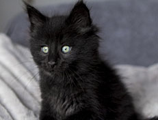 Wildfee's Norwegische Waldkatzen Wildfee's Zarah - 7 Wochen alt