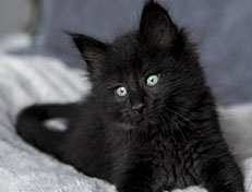 Wildfee's Norwegische Waldkatzen Wildfee's Zarah - 7 Wochen alt