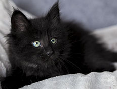 Wildfee's Norwegische Waldkatzen Wildfee's Zarah - 7 Wochen alt