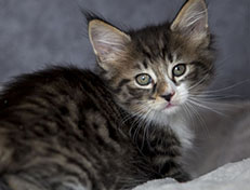 Wildfee's Norwegische Waldkatzen Wildfee's Zazazu - 7 Wochen alt