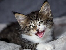 Wildfee's Norwegische Waldkatzen Wildfee's Zazazu - 7 Wochen alt