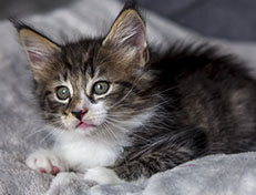 Wildfee's Norwegische Waldkatzen Wildfee's Zazazu - 7 Wochen alt