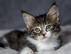 Wildfee's Norwegische Waldkatzen Wildfee's Zazazu - 7 Wochen alt