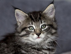 Wildfee's Norwegische Waldkatzen Wildfee's Zessin - 7 Wochen alt