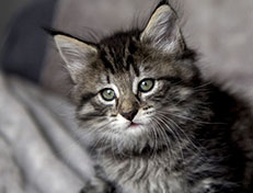 Wildfee's Norwegische Waldkatzen Wildfee's Zessin - 7 Wochen alt