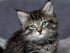 Wildfee's Norwegische Waldkatzen Wildfee's Zessin - 7 Wochen alt