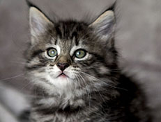 Wildfee's Norwegische Waldkatzen Wildfee's Zessin - 7 Wochen alt