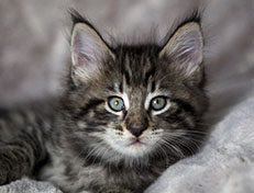 Wildfee's Norwegische Waldkatzen Wildfee's Zizou - 7 Wochen alt