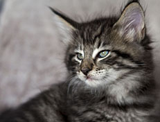 Wildfee's Norwegische Waldkatzen Wildfee's Zizou - 7 Wochen alt