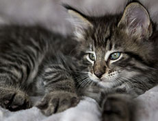 Wildfee's Norwegische Waldkatzen Wildfee's Zizou - 7 Wochen alt