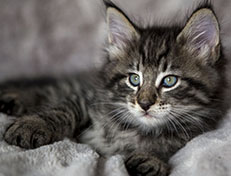 Wildfee's Norwegische Waldkatzen Wildfee's Zizou - 7 Wochen alt