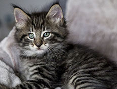 Wildfee's Norwegische Waldkatzen Wildfee's Zizou - 7 Wochen alt