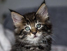 Wildfee's Norwegische Waldkatzen Wildfee's Zodor - 7 Wochen alt