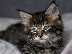 Wildfee's Norwegische Waldkatzen Wildfee's Zodor - 7 Wochen alt