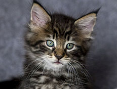 Wildfee's Norwegische Waldkatzen Wildfee's Zodor - 7 Wochen alt