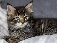 Wildfee's Norwegische Waldkatzen Wildfee's Zodor - 7 Wochen alt