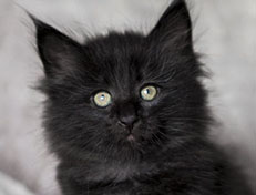 Wildfee's Norwegische Waldkatzen Wildfee's Zoe - 7 Wochen alt