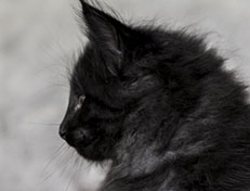 Wildfee's Norwegische Waldkatzen Wildfee's Zoe - 7 Wochen alt