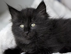 Wildfee's Norwegische Waldkatzen Wildfee's Zoe - 7 Wochen alt