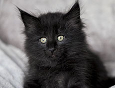 Wildfee's Norwegische Waldkatzen Wildfee's Zoe - 7 Wochen alt