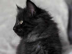 Wildfee's Norwegische Waldkatzen Wildfee's Zoe - 7 Wochen alt