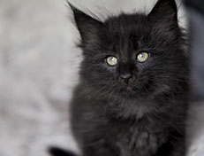 Wildfee's Norwegische Waldkatzen Wildfee's Zoe - 7 Wochen alt