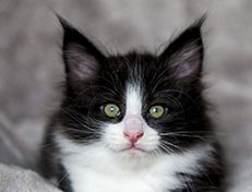 Wildfee's Norwegische Waldkatzen Wildfee's ZsaZsa - 7 Wochen alt