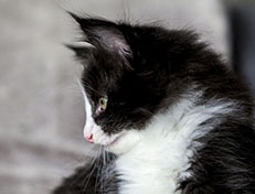 Wildfee's Norwegische Waldkatzen Wildfee's ZsaZsa - 7 Wochen alt