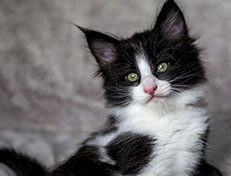 Wildfee's Norwegische Waldkatzen Wildfee's ZsaZsa - 7 Wochen alt