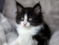 Wildfee's Norwegische Waldkatzen Wildfee's ZsaZsa - 7 Wochen alt