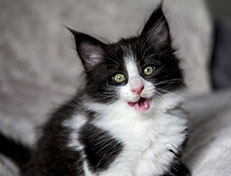 Wildfee's Norwegische Waldkatzen Wildfee's ZsaZsa - 7 Wochen alt