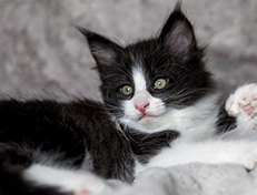 Wildfee's Norwegische Waldkatzen Wildfee's ZsaZsa - 7 Wochen alt