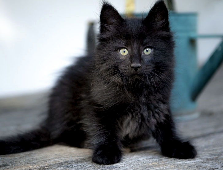 Wildfee's Norwegische Waldkatzen Wildfee's Zarah - 8 Wochen alt