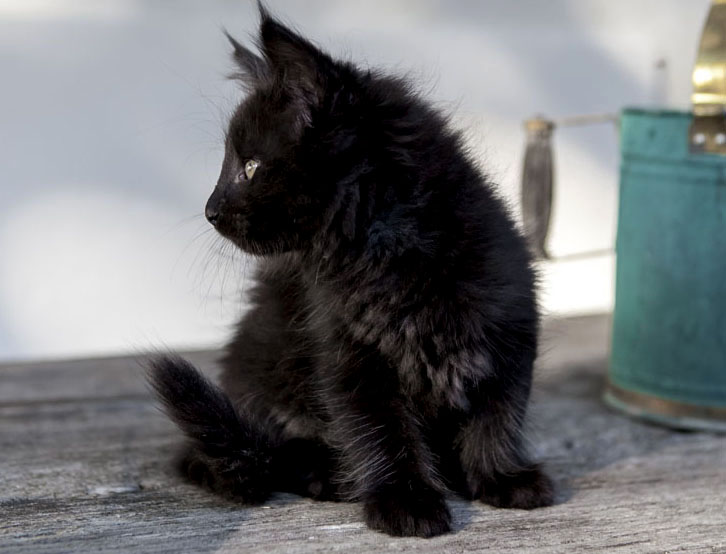 Wildfee's Norwegische Waldkatzen Wildfee's Zarah - 8 Wochen alt