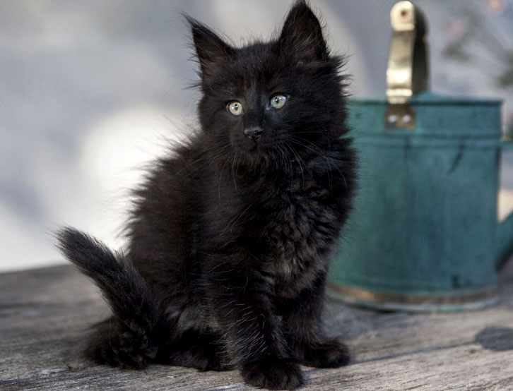 Wildfee's Norwegische Waldkatzen Wildfee's Zarah - 8 Wochen alt