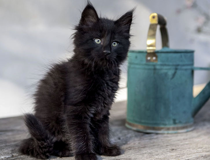 Wildfee's Norwegische Waldkatzen Wildfee's Zarah - 8 Wochen alt