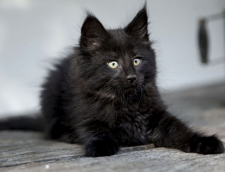 Wildfee's Norwegische Waldkatzen Wildfee's Zarah - 8 Wochen alt