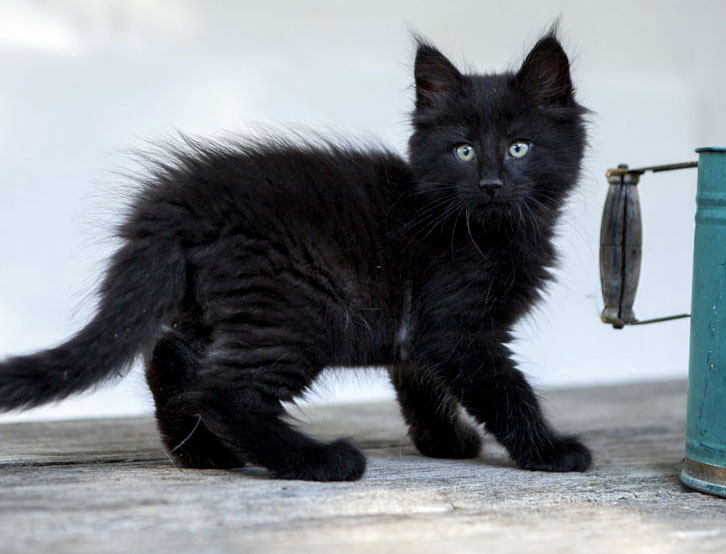 Wildfee's Norwegische Waldkatzen Wildfee's Zarah - 8 Wochen alt