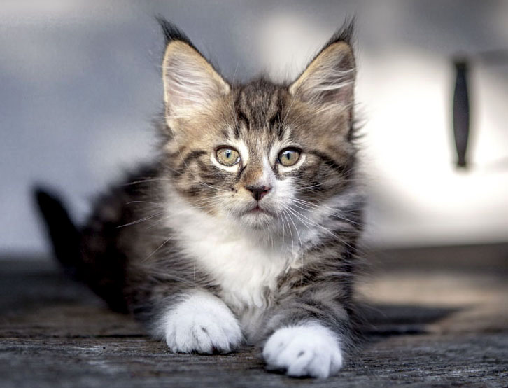 Wildfee's Norwegische Waldkatzen Wildfee's Zazazu - 8 Wochen alt